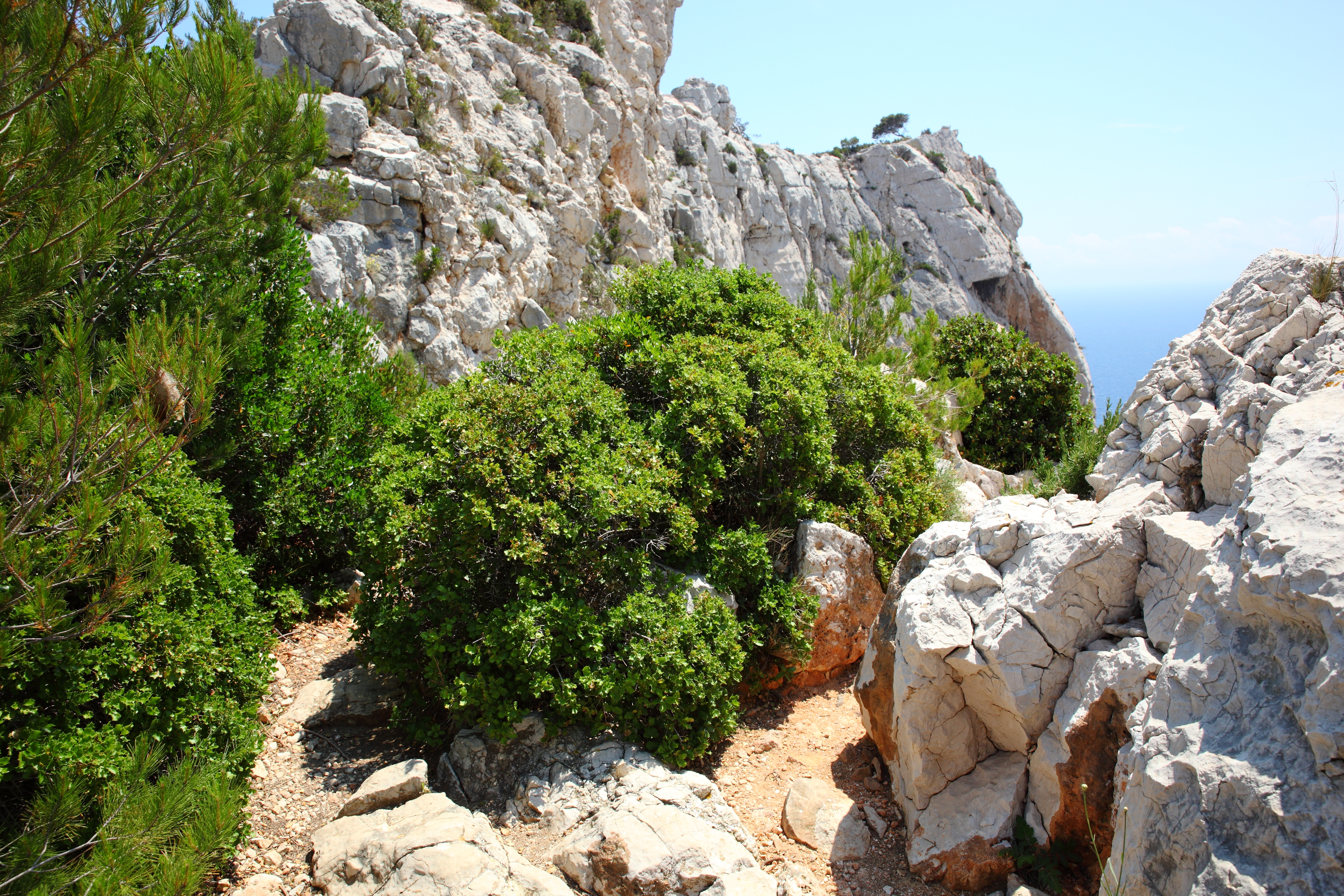 Quercus coccifera en una zona litoral. Por spacebirdy(also known as geimfyglið (:> )=| made with Sternenlaus-spirit) - Trabajo propio, CC BY-SA 3.0, https://commons.wikimedia.org/w/index.php?curid=40955735
