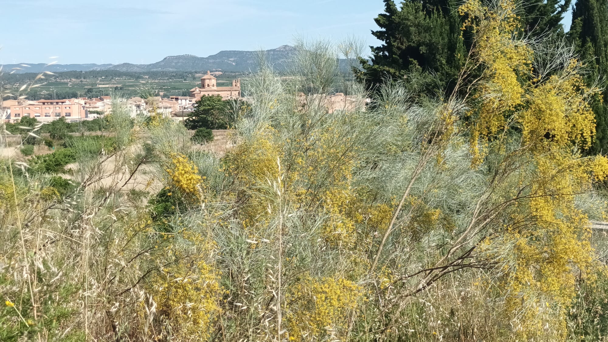 Vista de Ginestar (imatge cedida per Ventura Castellvell).