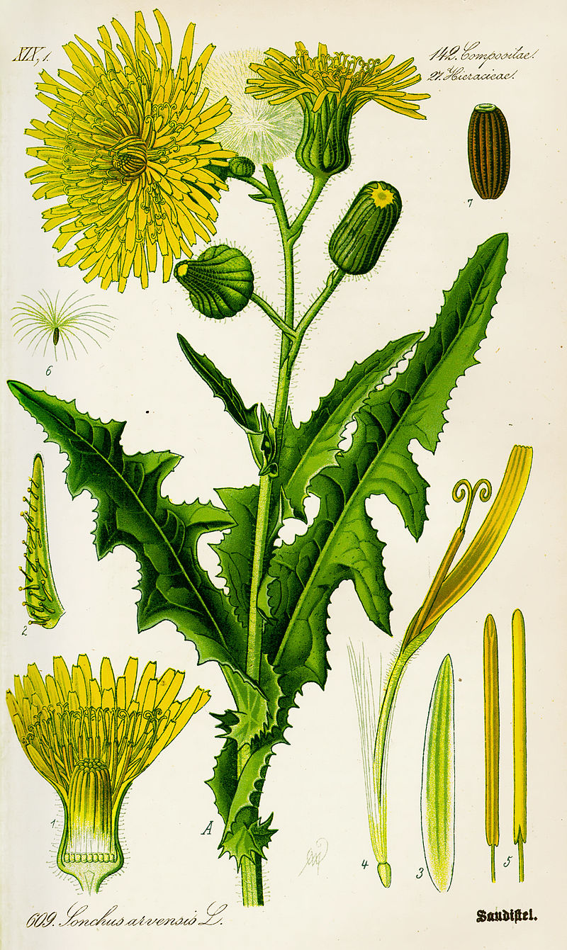 Un ejemplo del género: Sonchus arvensis en Otto Wilhelm Thomé, Flora von Deutschland, Österreich und der Schweiz, 1885. Fuente: Wikicommons.