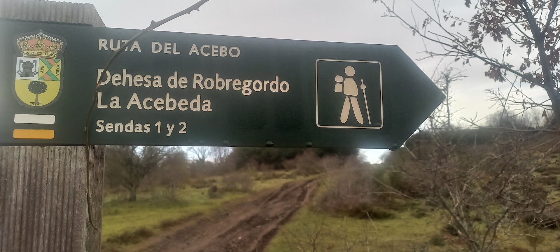 Aunque no hay acebos actualmente en La Acebeda,  sí los hay, en relativa abundancia, en el vecino Robregordo. Un sendero que recorre los municipios se llama precisamente así. Foto del autor, 15.02.2024.