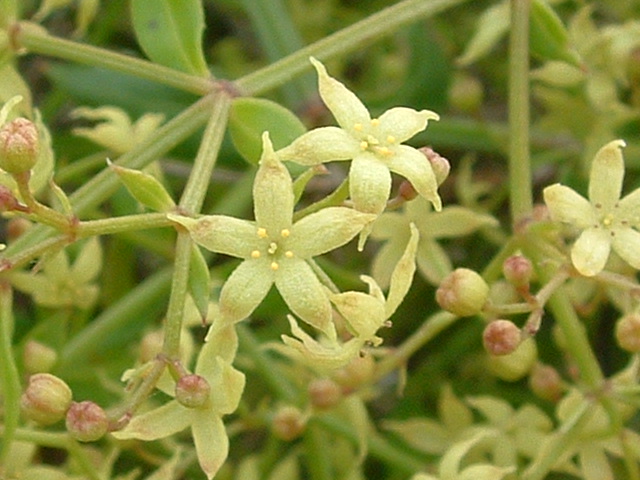 Rubia peregrina, de gran utilidad en tiempos pasados para la industria farmacéutica y textil. CC BY-SA 3.0, https://commons.wikimedia.org/w/index.php?curid=129754