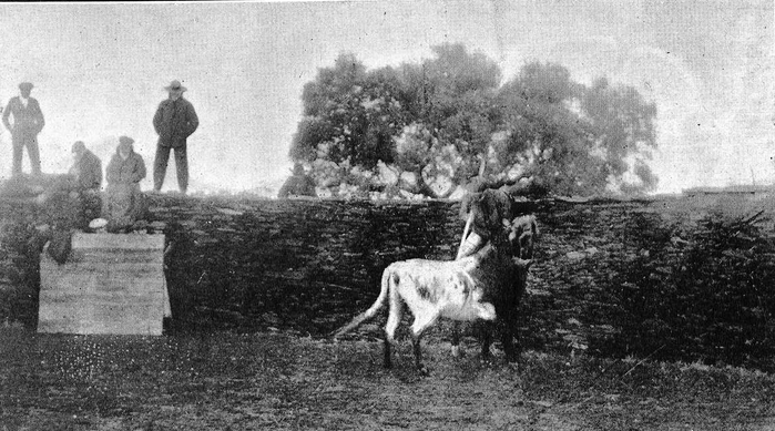Ganado bravo en Beconuño. Foto Viuda de Oliván (Toros y toreros, 2.1.1917).