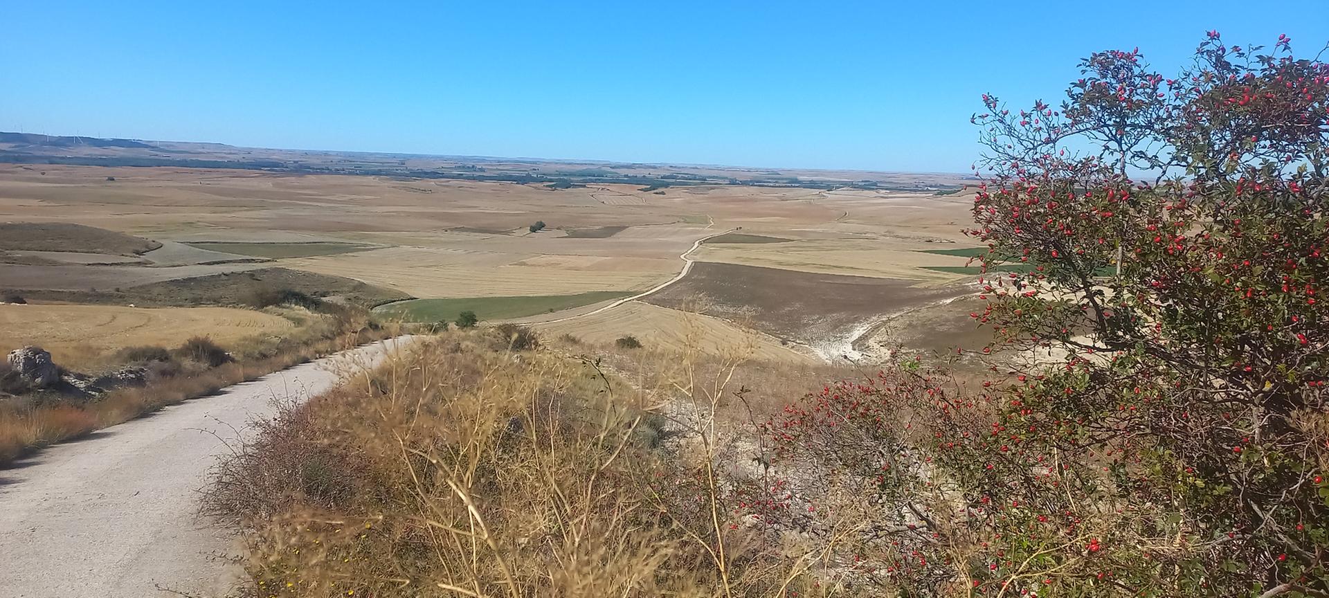 Un gran llanura cerealista se abre desde el Alto de Mostelares. Foto del autor. Septiembre 2024.
